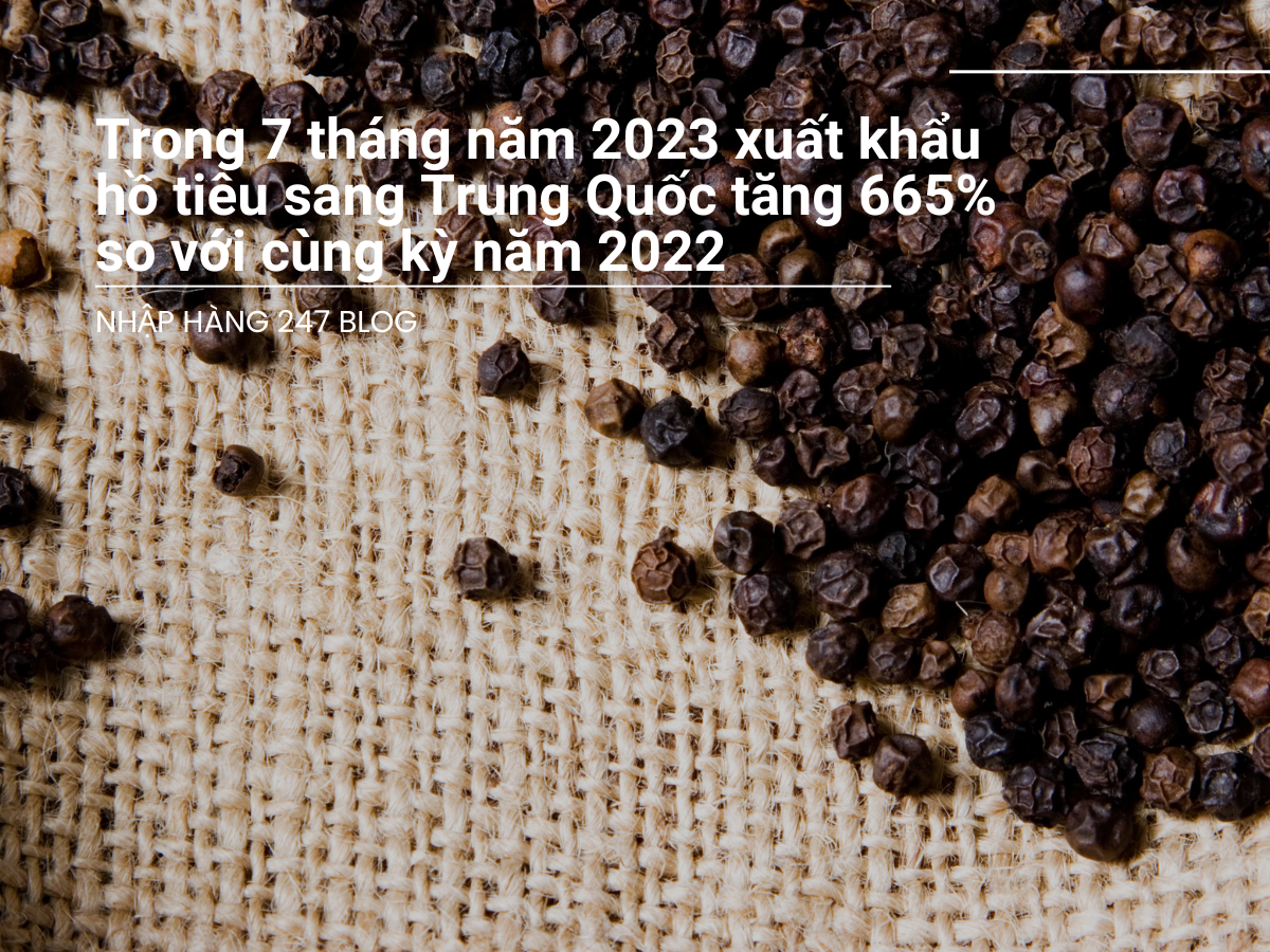 Trong 7 tháng năm 2023 xuất khẩu hồ tiêu sang Trung Quốc tăng 665% so với cùng kỳ năm 2022 