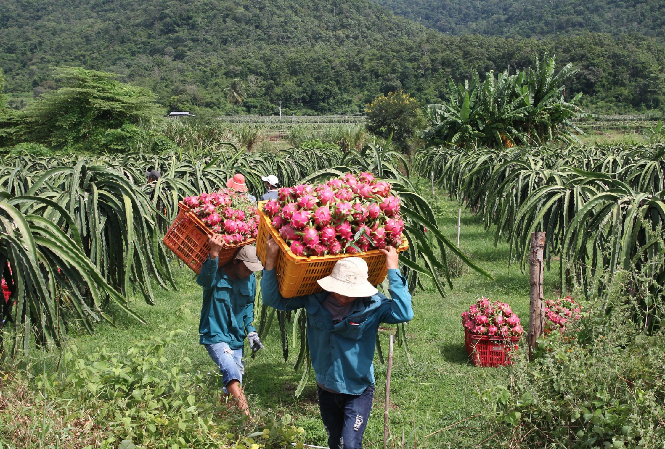 Giá bán quá thấp, người dân đành chặt bỏ thanh long