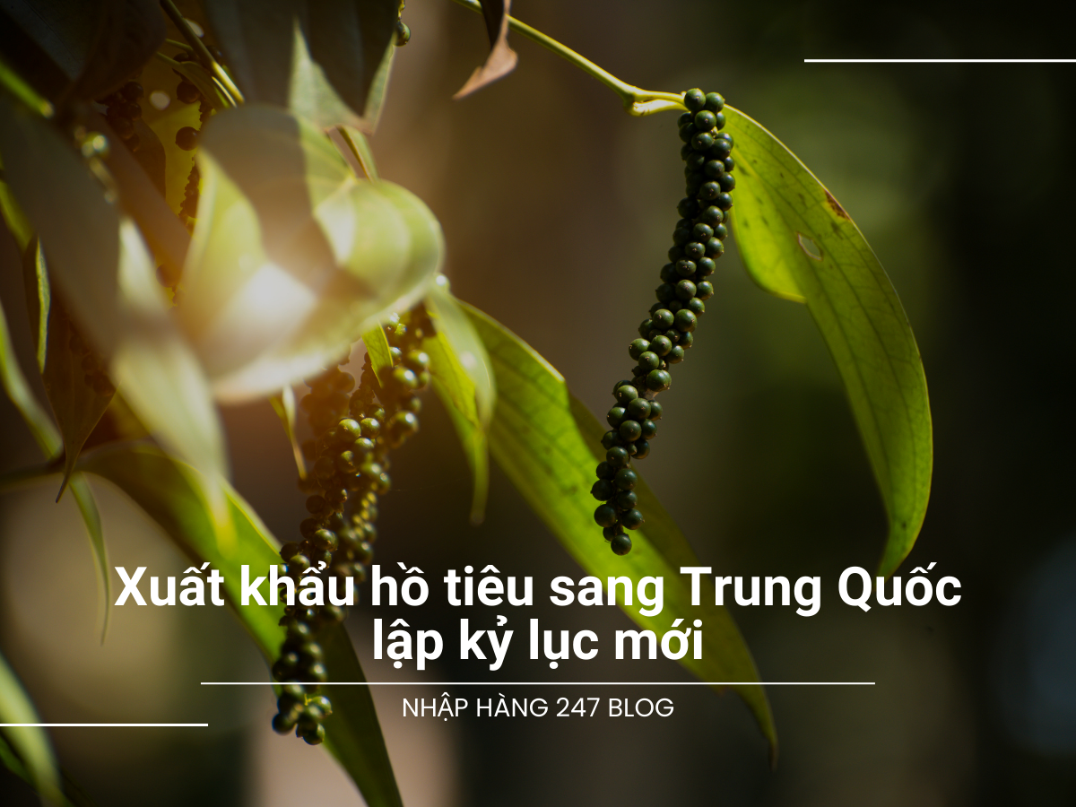 Xuất khẩu hồ tiêu sang Trung Quốc lập kỷ lục mới