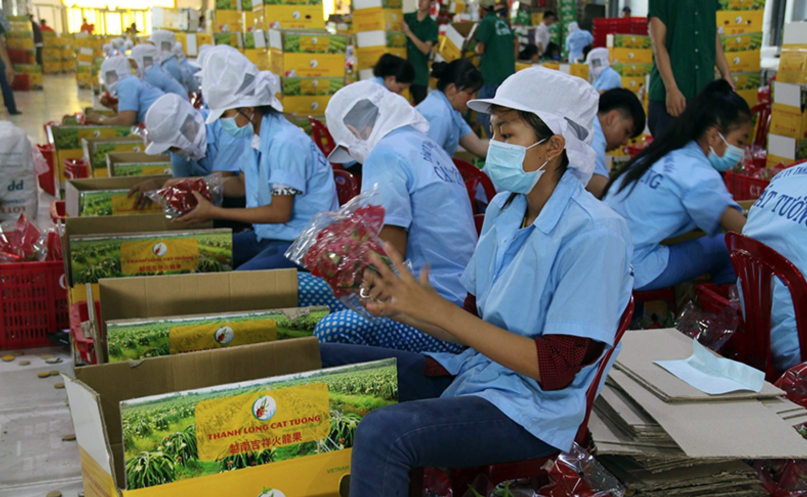 Ùn tắt ở cửa khẩu, xuất khẩu rau quả của Viêt Nam giảm 16%