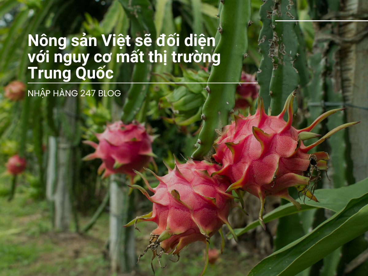 Nông sản Việt sẽ đối diện với nguy cơ mất thị trường Trung Quốc